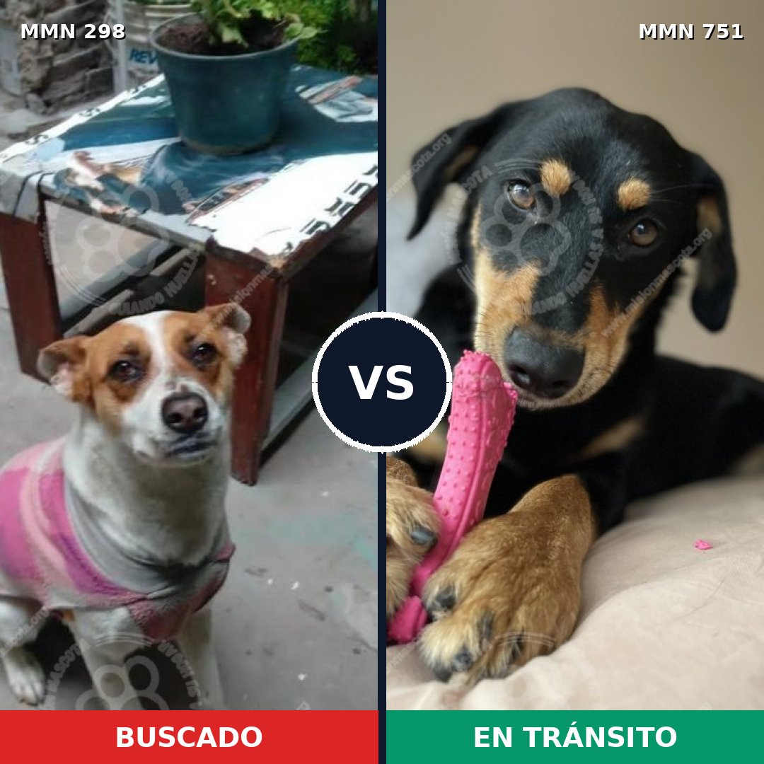 Comparativa MMS 11850: mascota perdida y mascota encontrada, 63% de similitud