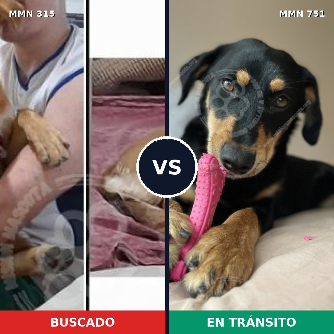 Comparativa MMS 11851: mascota perdida y mascota encontrada, 72% de similitud