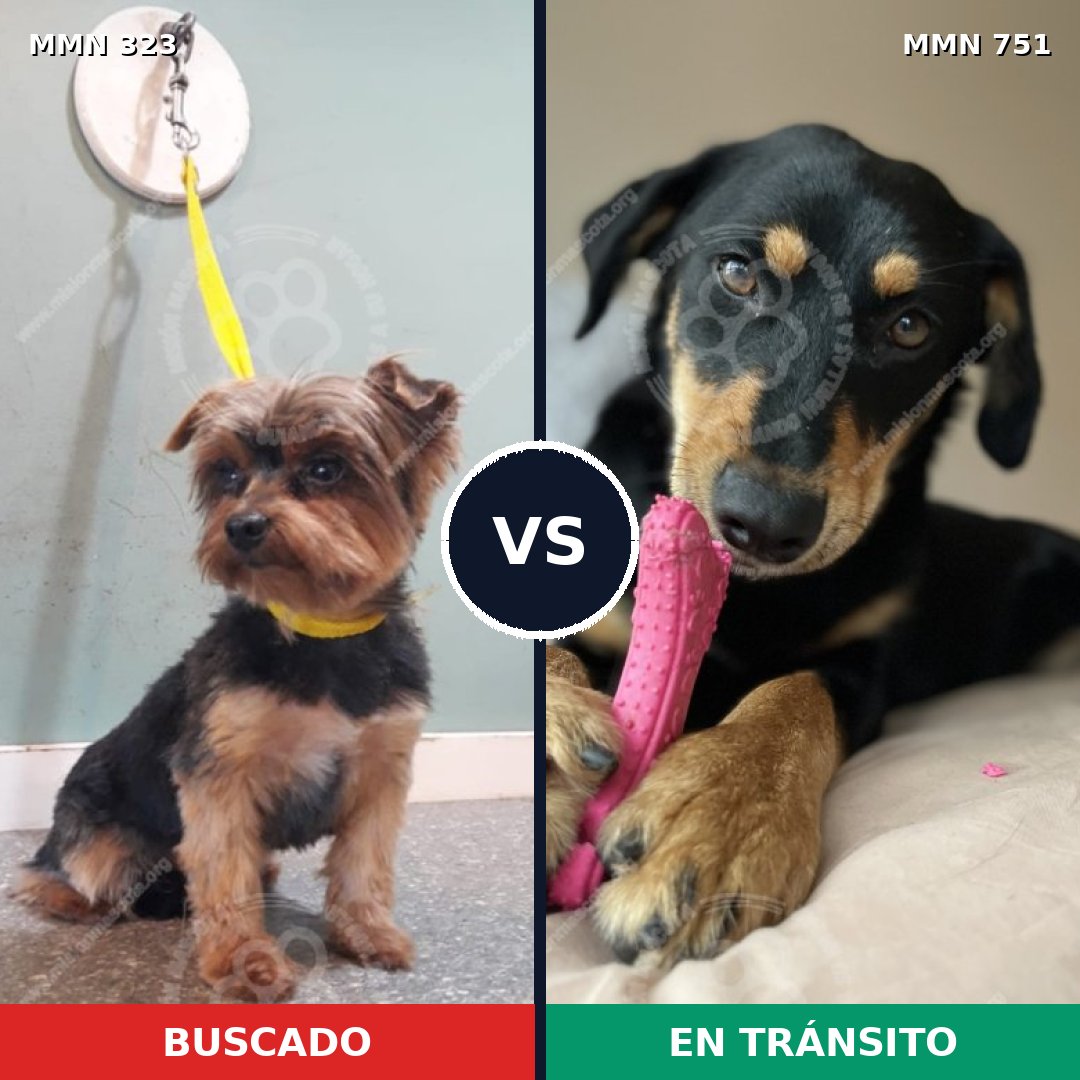 Comparativa MMS 11852: mascota perdida y mascota encontrada, 41% de similitud