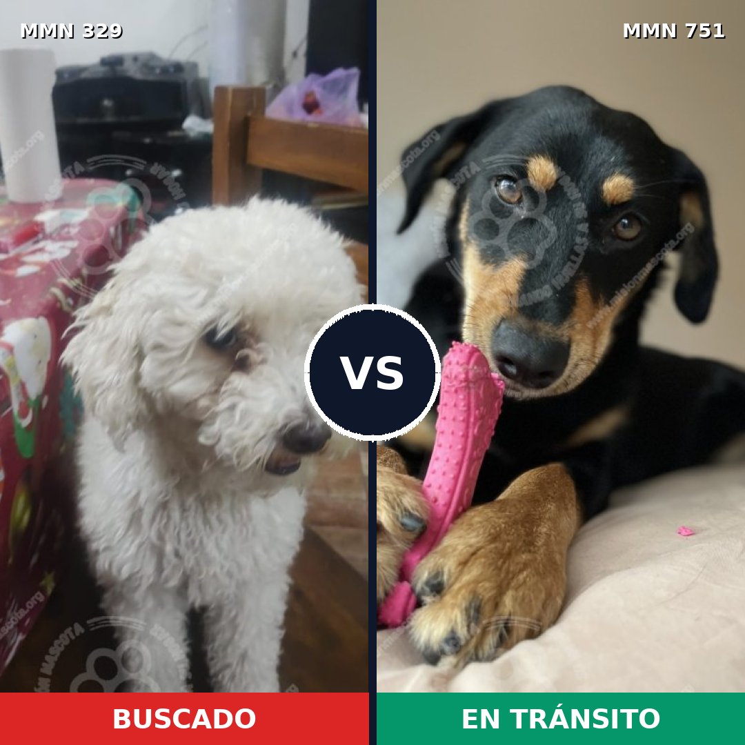 Comparativa MMS 11853: mascota perdida y mascota encontrada, 32% de similitud