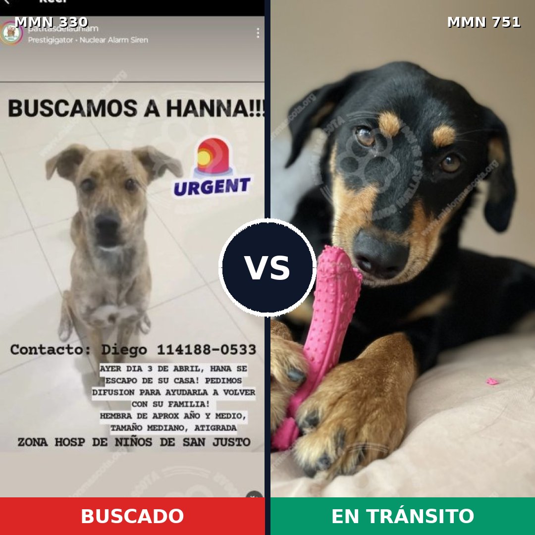 Comparativa MMS 11854: mascota perdida y mascota encontrada, 62% de similitud