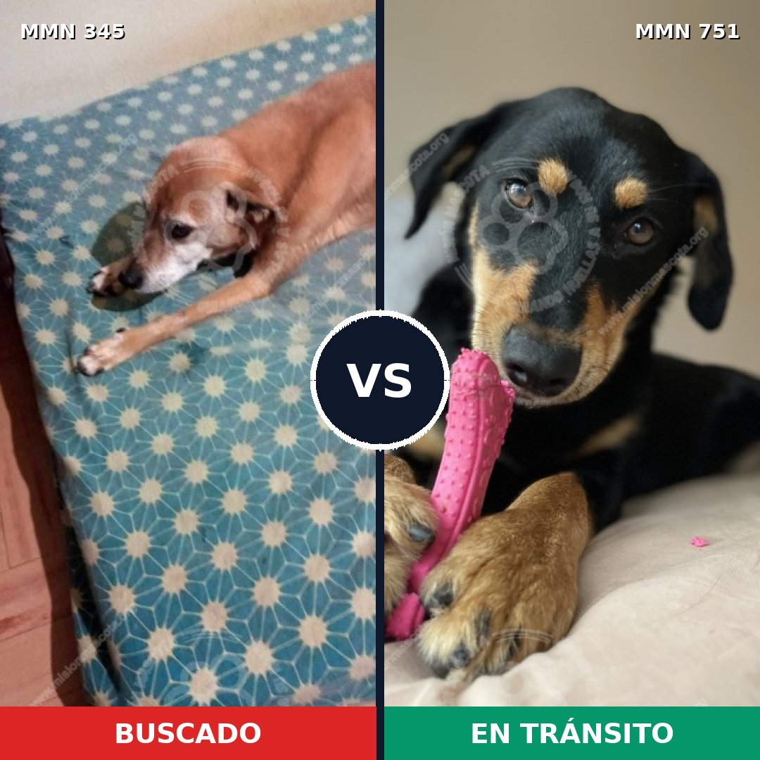 Comparativa MMS 11856: mascota perdida y mascota encontrada, 70% de similitud