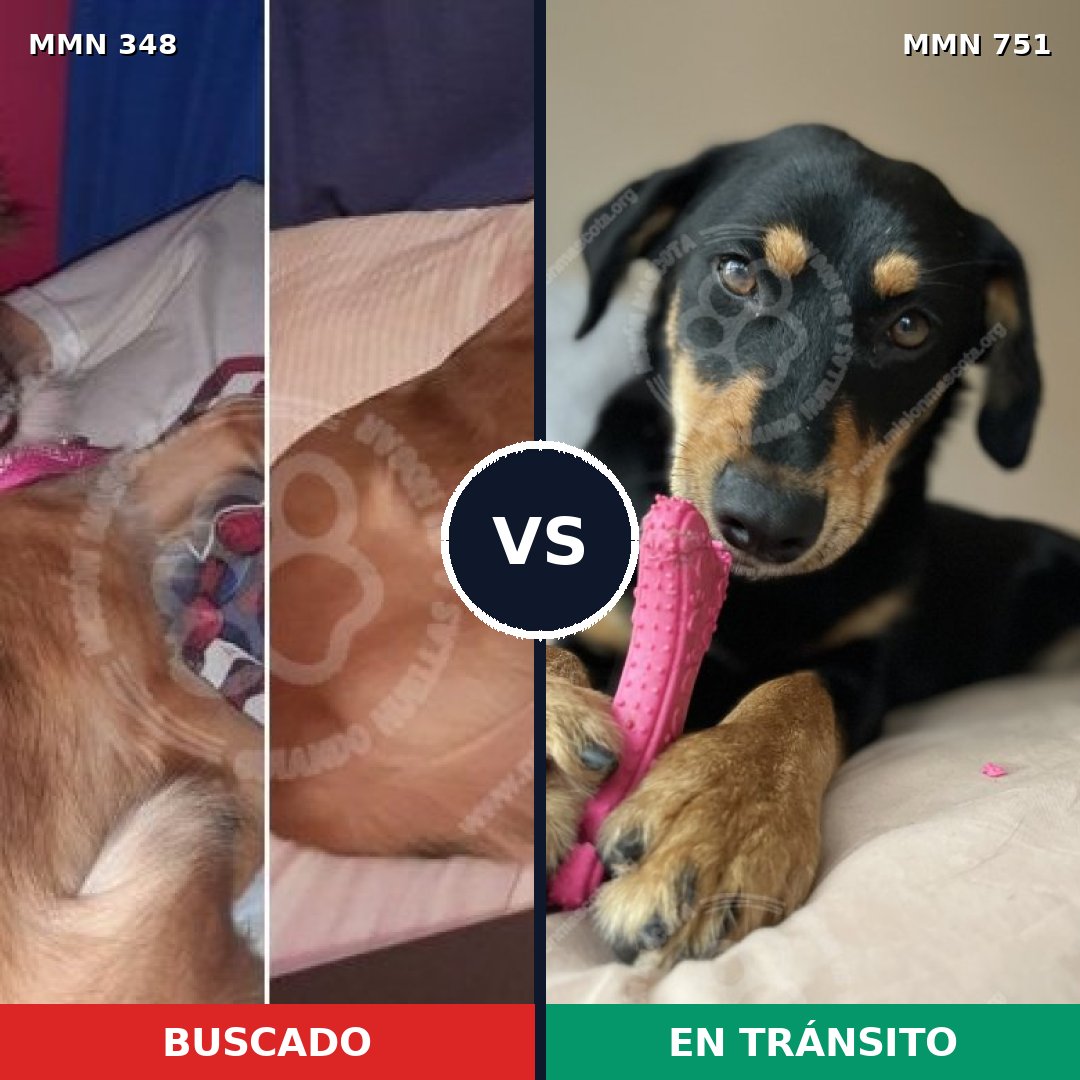 Comparativa MMS 11858: mascota perdida y mascota encontrada, 29% de similitud