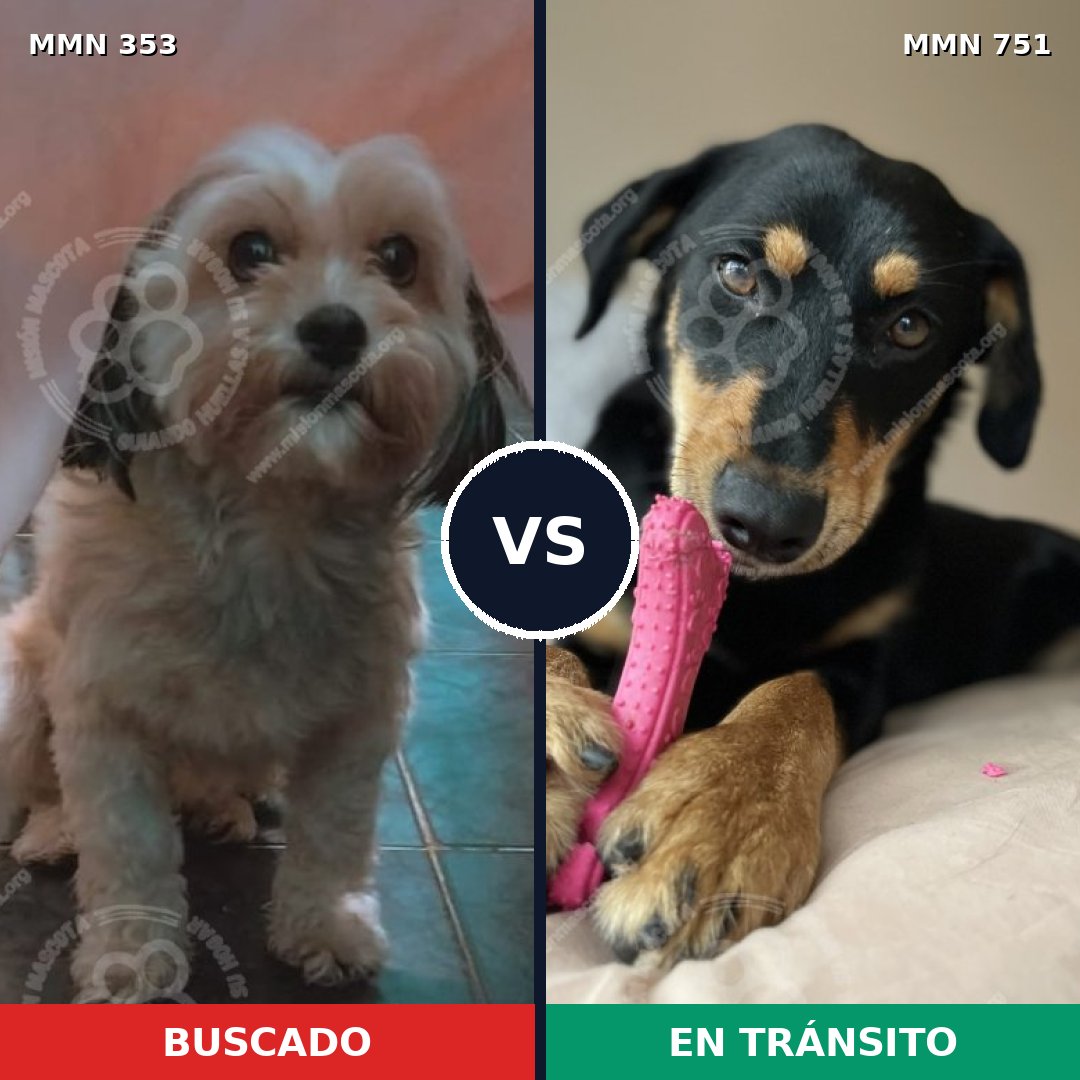Comparativa MMS 11859: mascota perdida y mascota encontrada, 16% de similitud