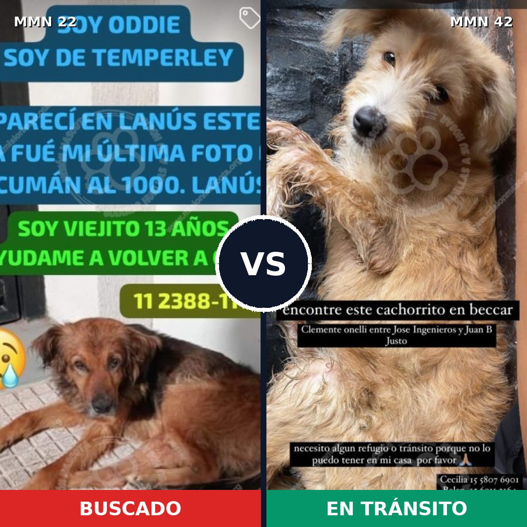 Comparativa MMS 1186: mascota perdida y mascota encontrada, 60% de similitud