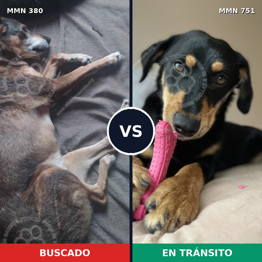 Comparativa MMS 11861: mascota perdida y mascota encontrada, 67% de similitud