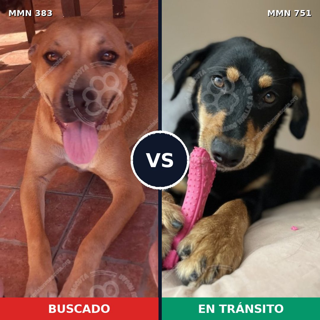 Comparativa MMS 11862: mascota perdida y mascota encontrada, 50% de similitud