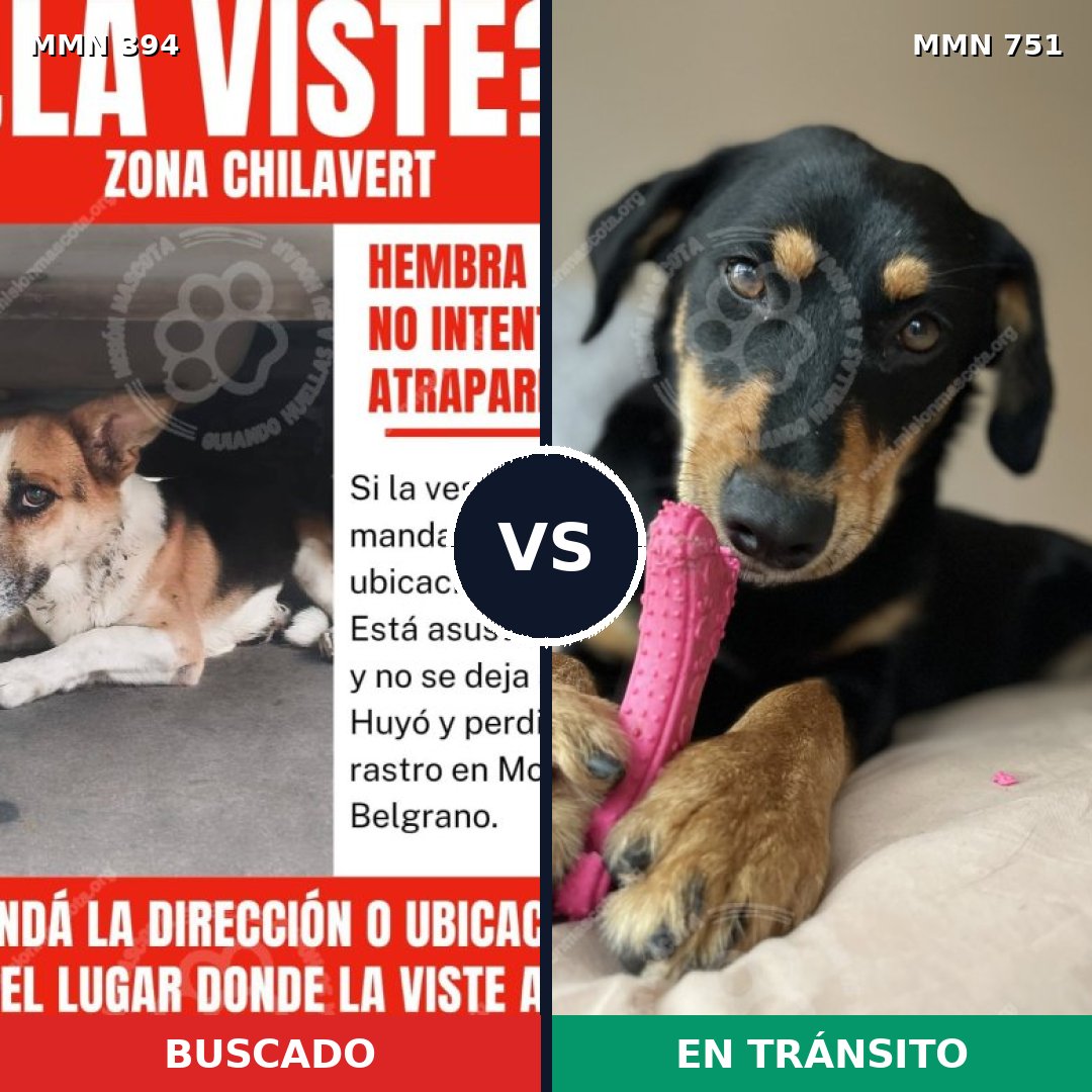 Comparativa MMS 11864: mascota perdida y mascota encontrada, 68% de similitud