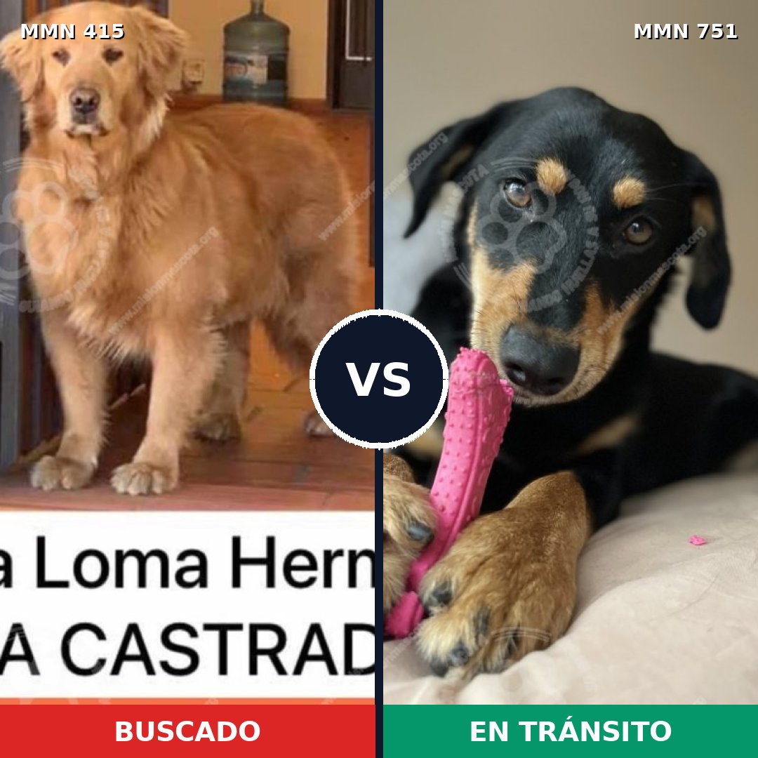 Comparativa MMS 11865: mascota perdida y mascota encontrada, 15% de similitud