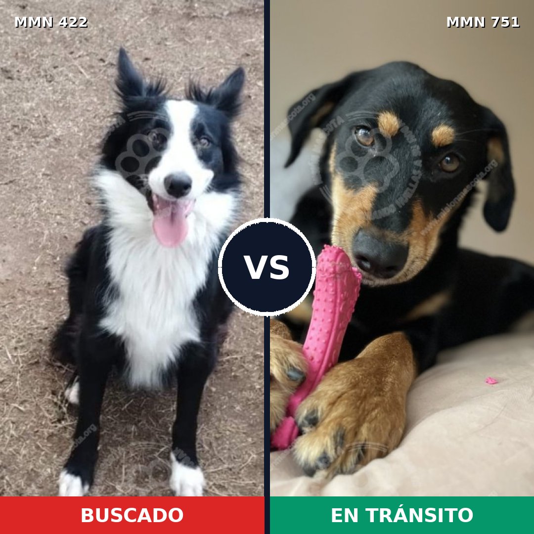 Comparativa MMS 11866: mascota perdida y mascota encontrada, 54% de similitud