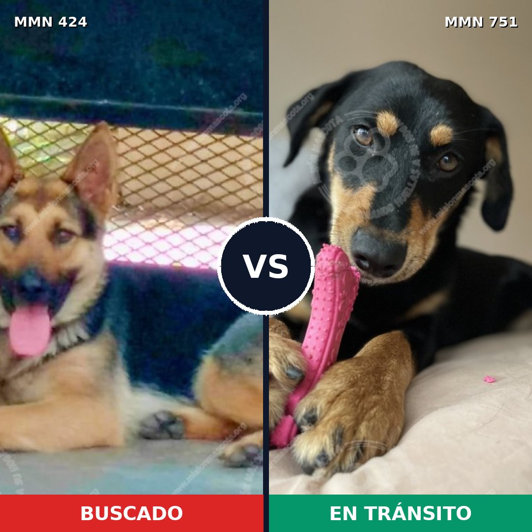 Comparativa MMS 11867: mascota perdida y mascota encontrada, 32% de similitud