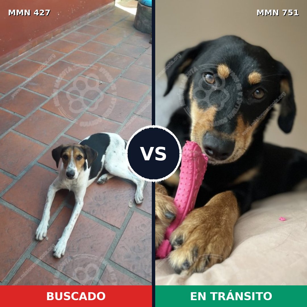 Comparativa MMS 11868: mascota perdida y mascota encontrada, 70% de similitud
