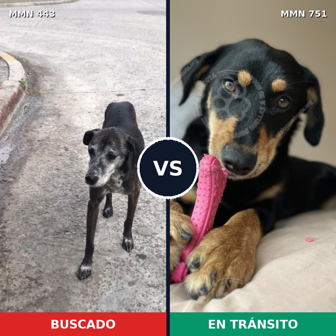 Comparativa MMS 11869: mascota perdida y mascota encontrada, 70% de similitud