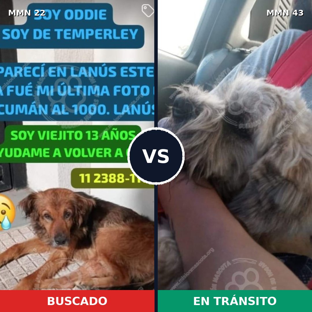 Comparativa MMS 1187: mascota perdida y mascota encontrada, 59% de similitud