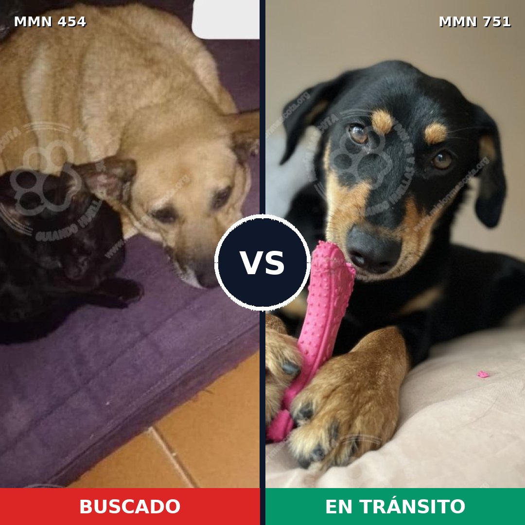 Comparativa MMS 11870: mascota perdida y mascota encontrada, 61% de similitud