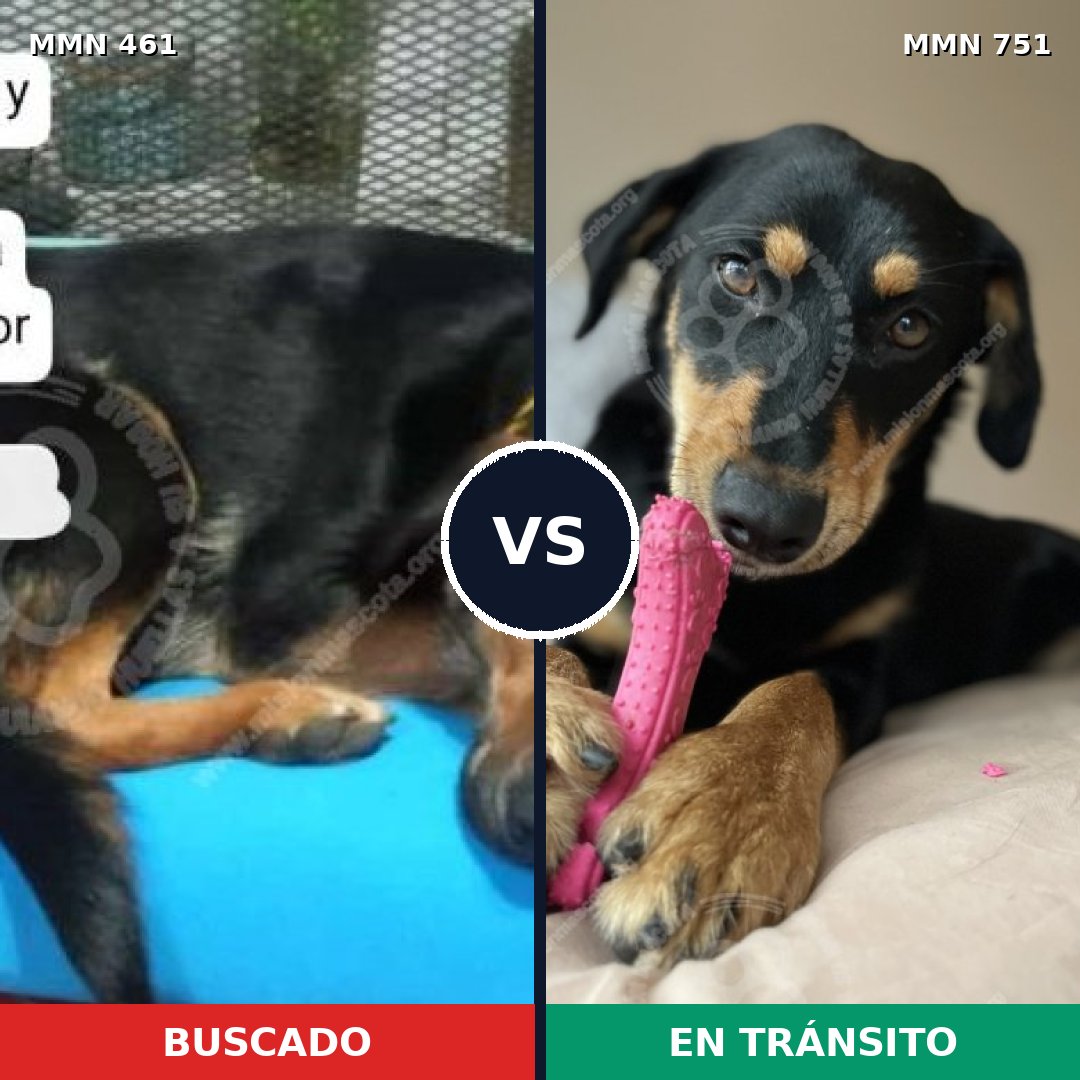 Comparativa MMS 11871: mascota perdida y mascota encontrada, 80% de similitud
