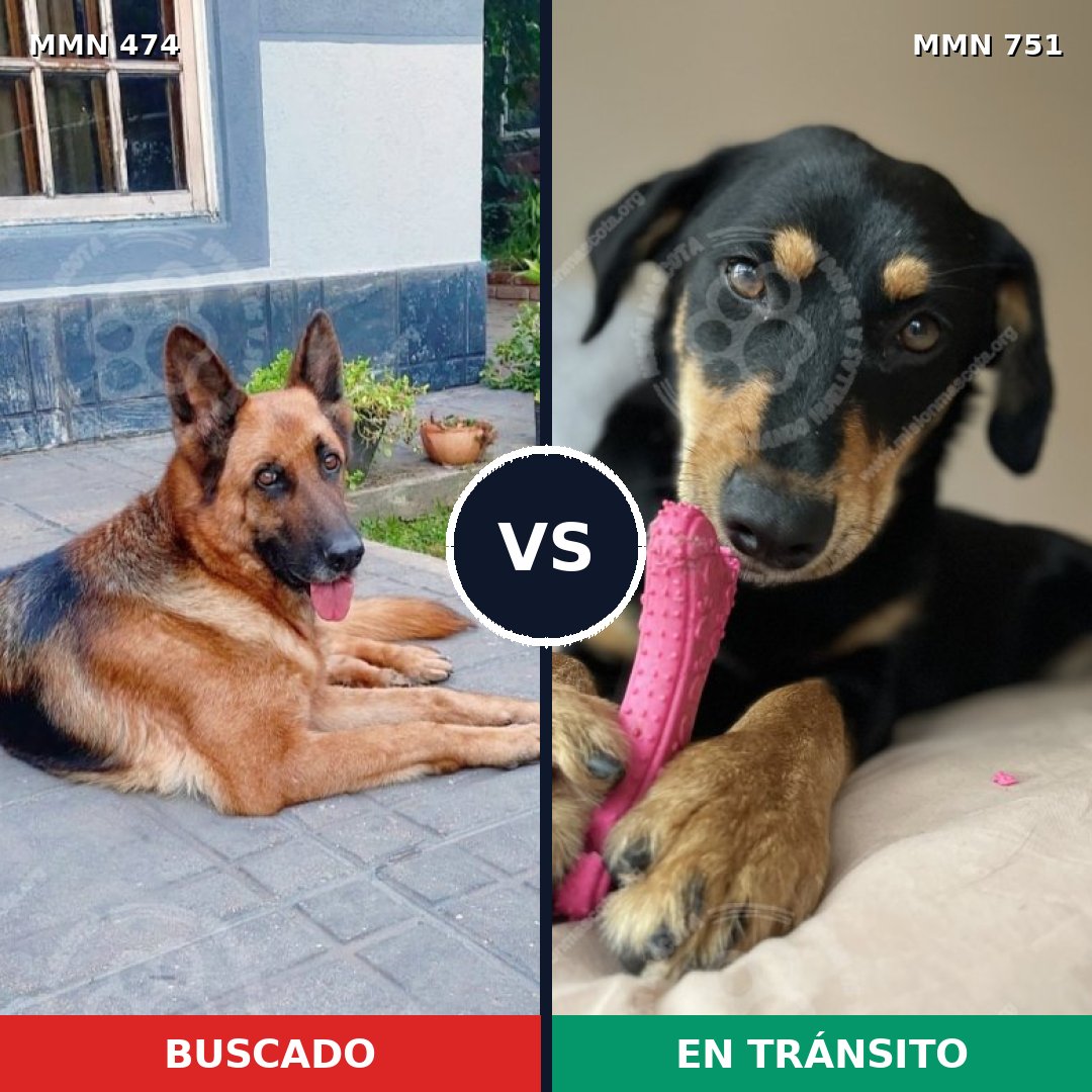 Comparativa MMS 11872: mascota perdida y mascota encontrada, 52% de similitud