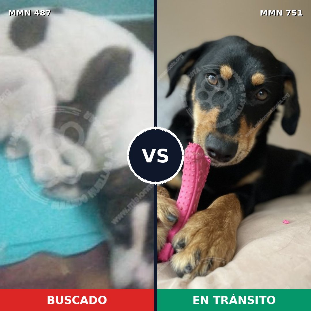Comparativa MMS 11873: mascota perdida y mascota encontrada, 49% de similitud