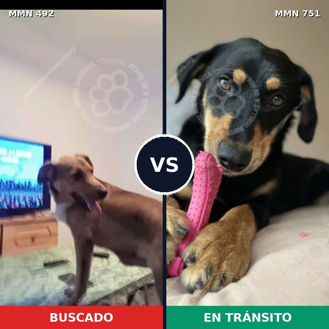 Comparativa MMS 11874: mascota perdida y mascota encontrada, 45% de similitud