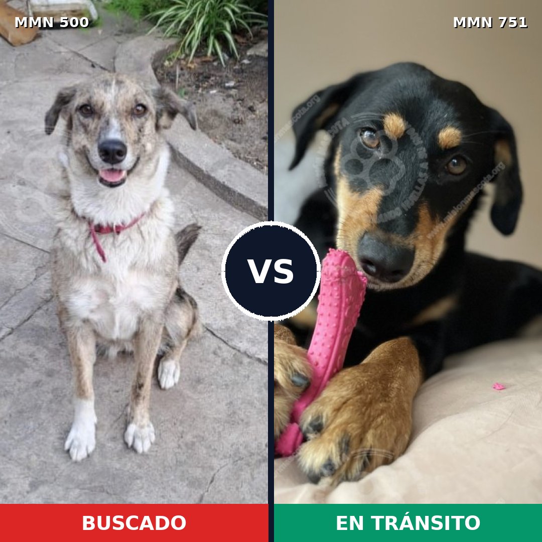 Comparativa MMS 11875: mascota perdida y mascota encontrada, 42% de similitud