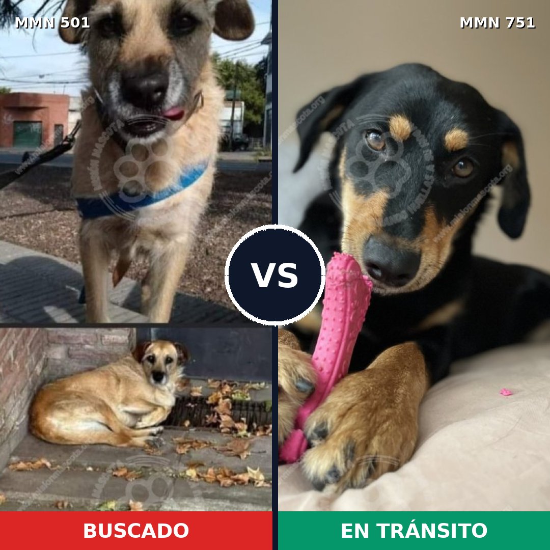 Comparativa MMS 11876: mascota perdida y mascota encontrada, 42% de similitud