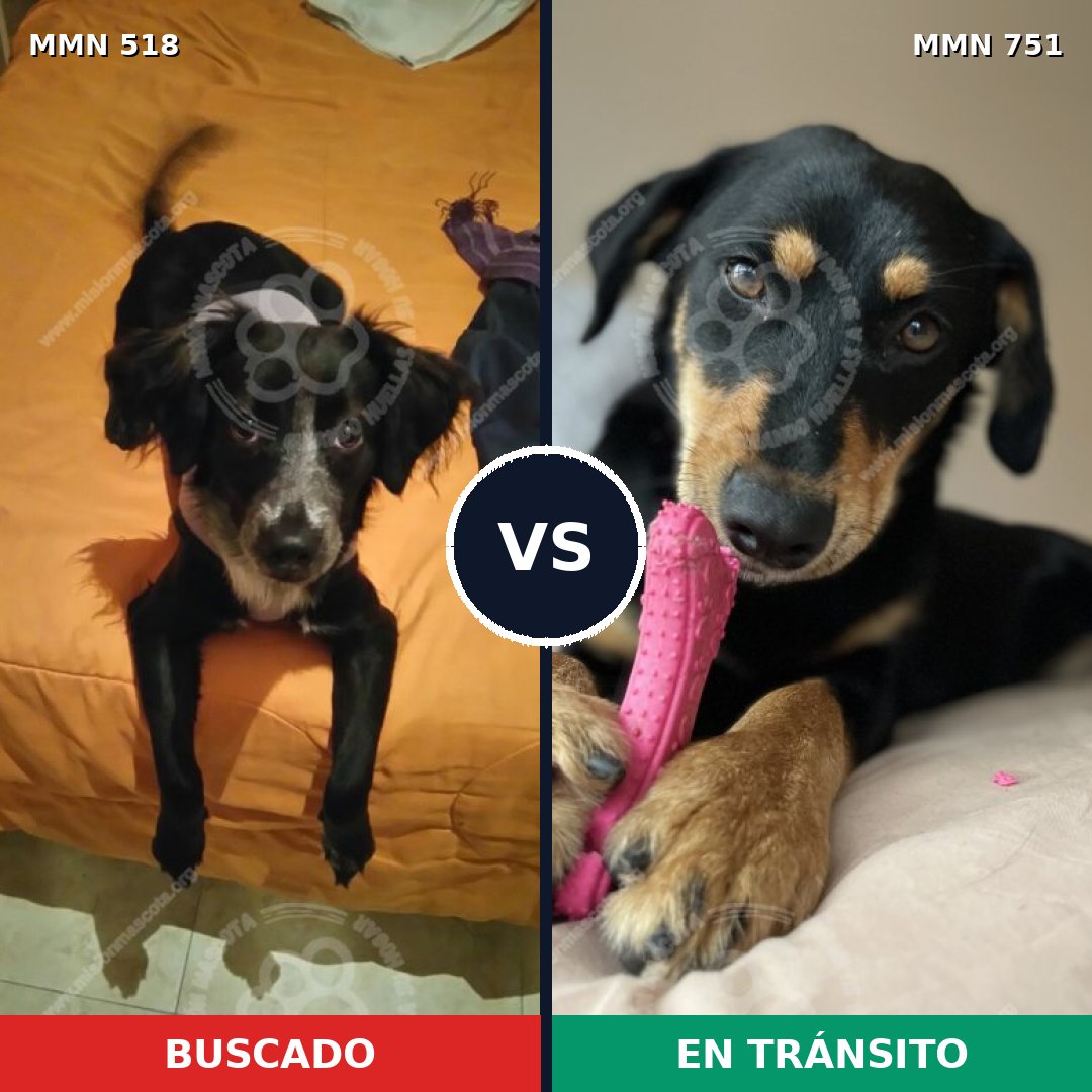 Comparativa MMS 11877: mascota perdida y mascota encontrada, 43% de similitud
