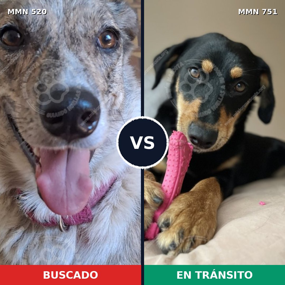 Comparativa MMS 11878: mascota perdida y mascota encontrada, 43% de similitud
