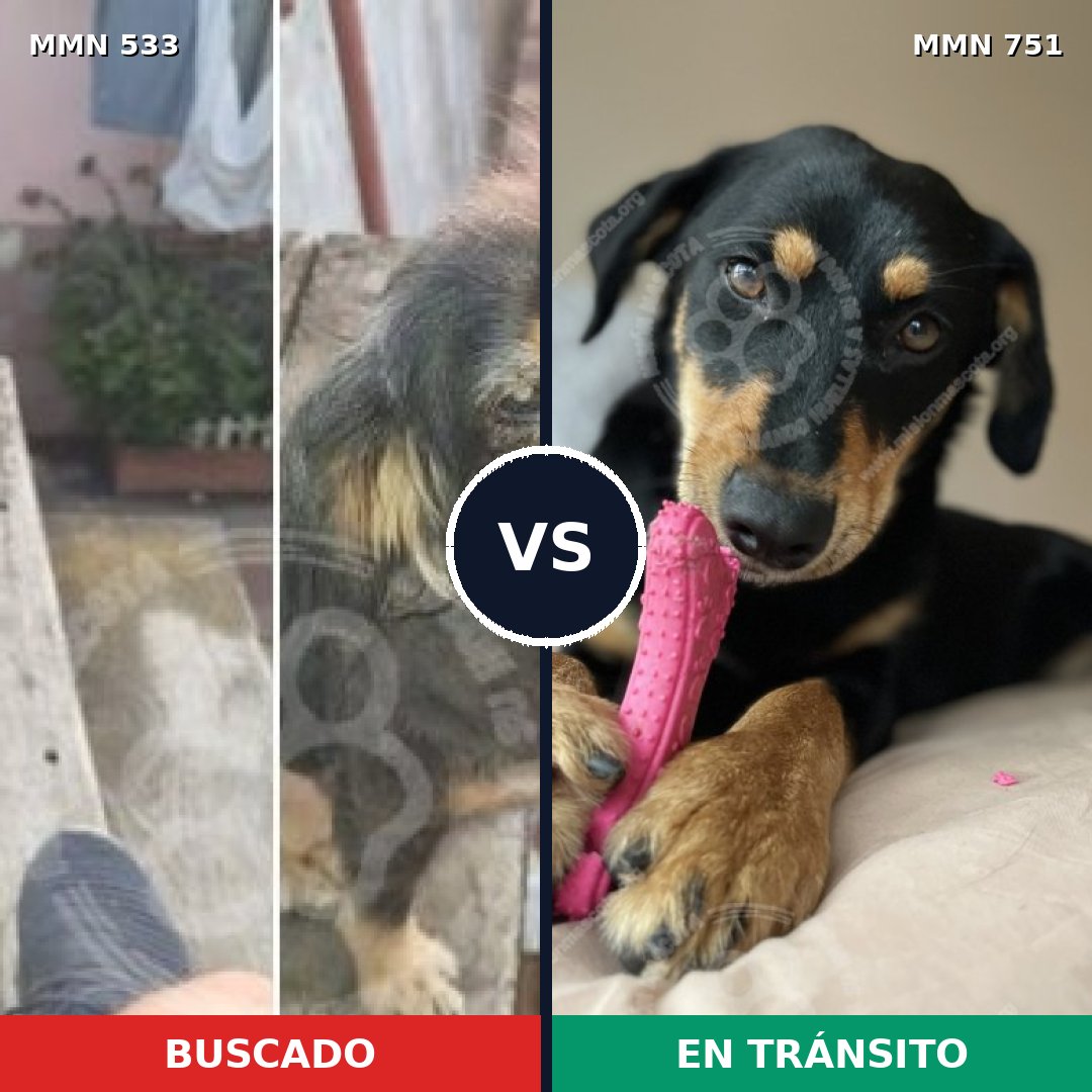 Comparativa MMS 11879: mascota perdida y mascota encontrada, 67% de similitud