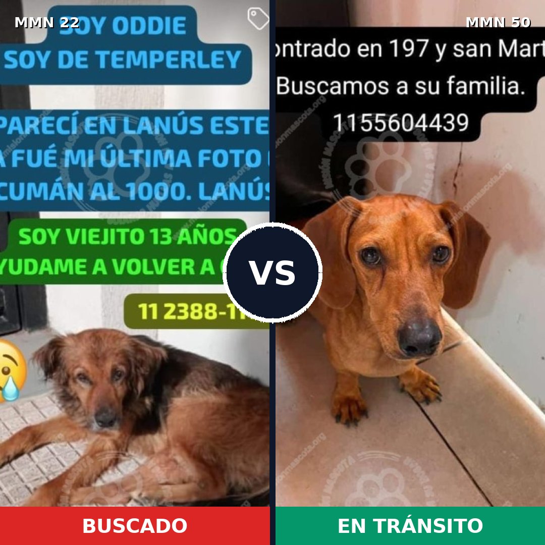Comparativa MMS 1188: mascota perdida y mascota encontrada, 27% de similitud