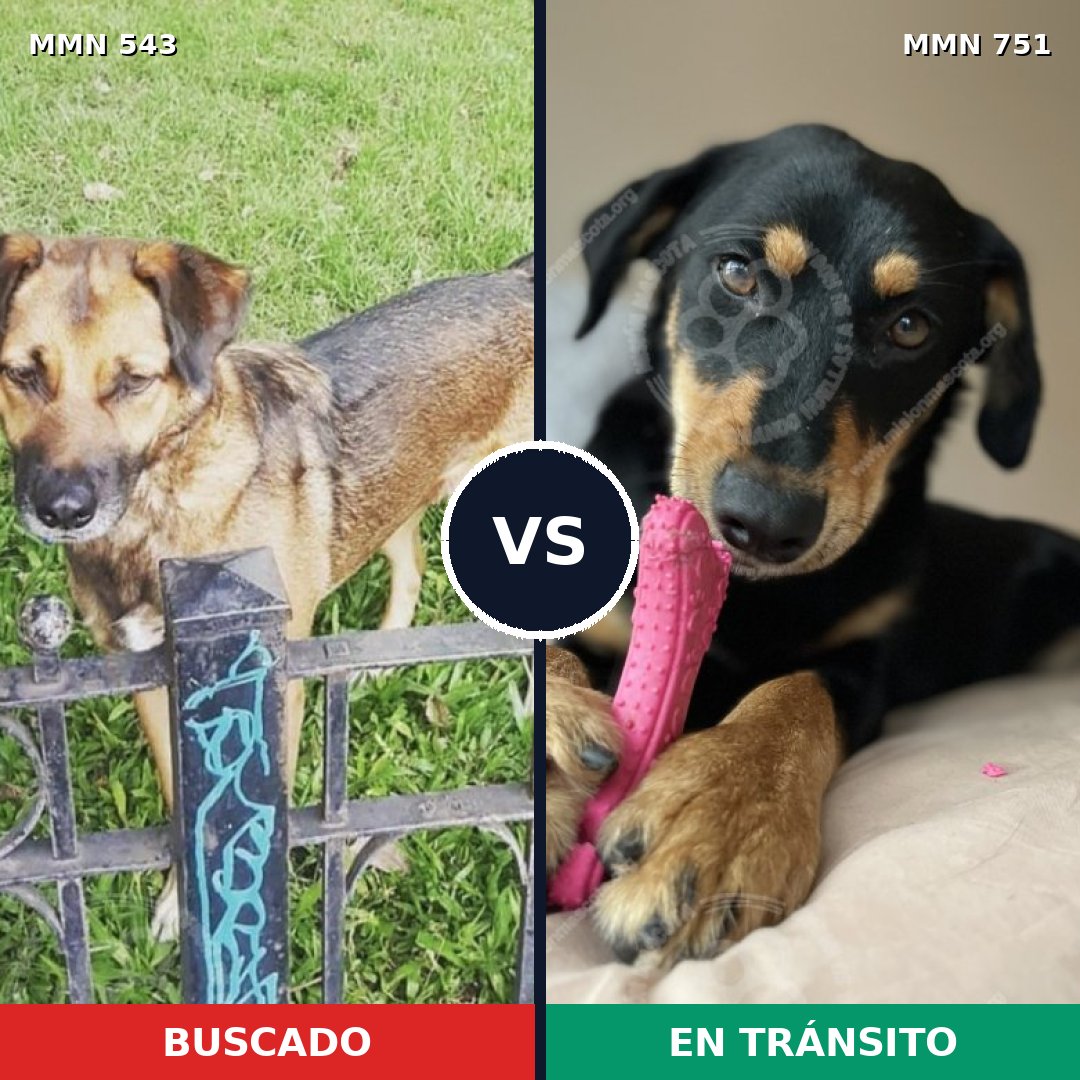 Comparativa MMS 11880: mascota perdida y mascota encontrada, 63% de similitud