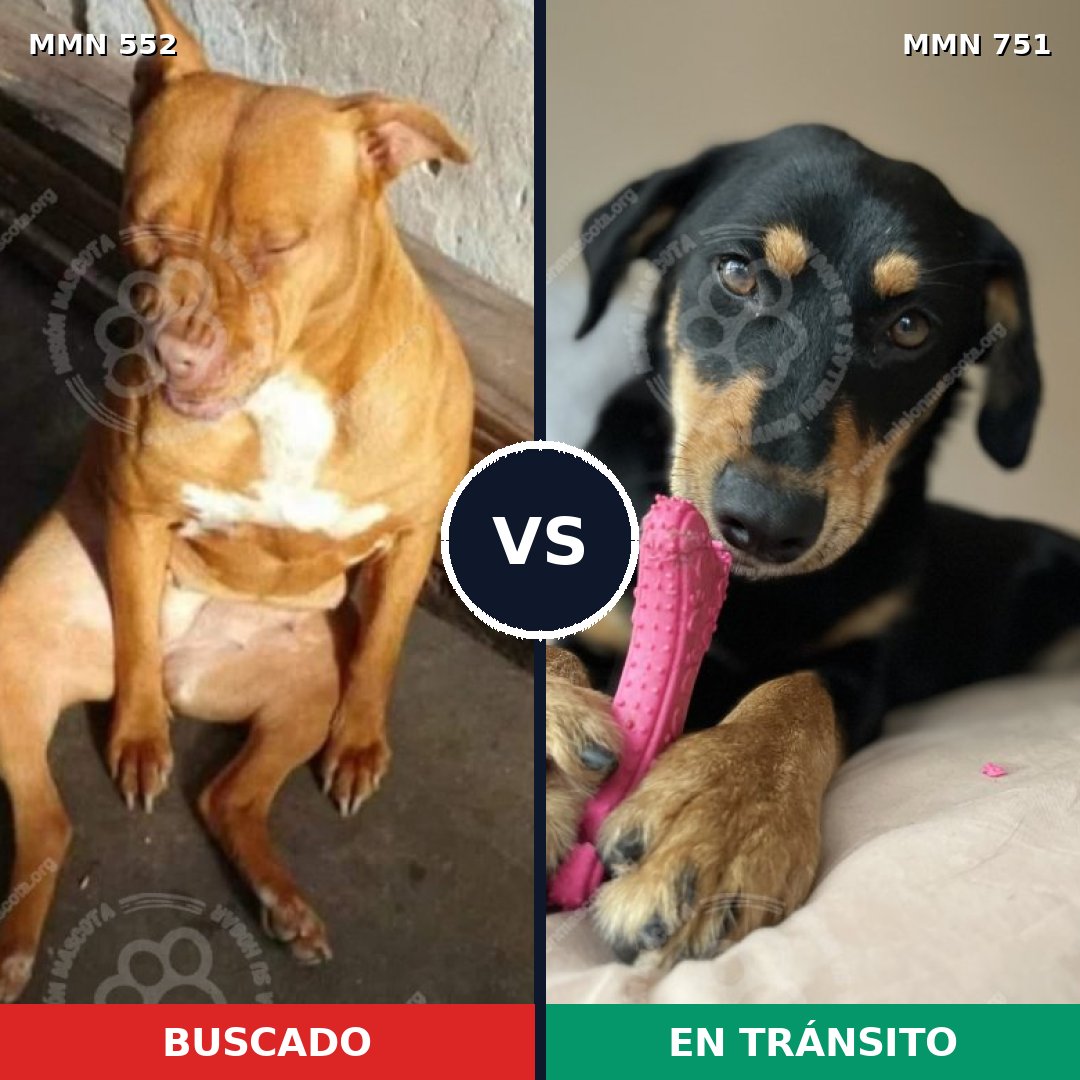 Comparativa MMS 11881: mascota perdida y mascota encontrada, 21% de similitud