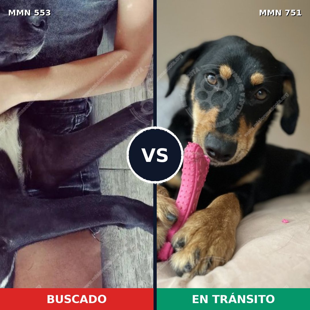 Comparativa MMS 11882: mascota perdida y mascota encontrada, 72% de similitud