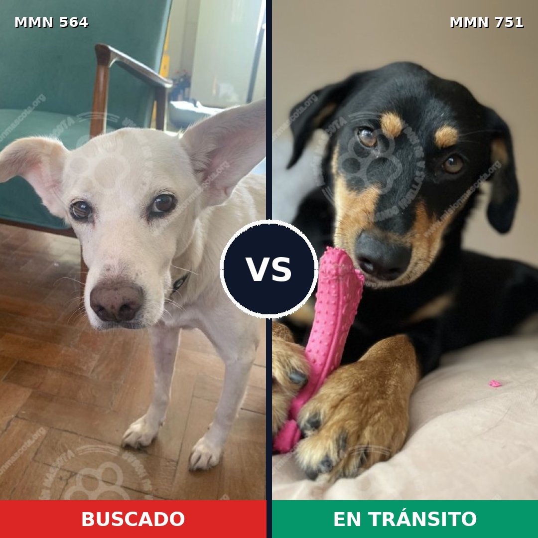 Comparativa MMS 11884: mascota perdida y mascota encontrada, 64% de similitud