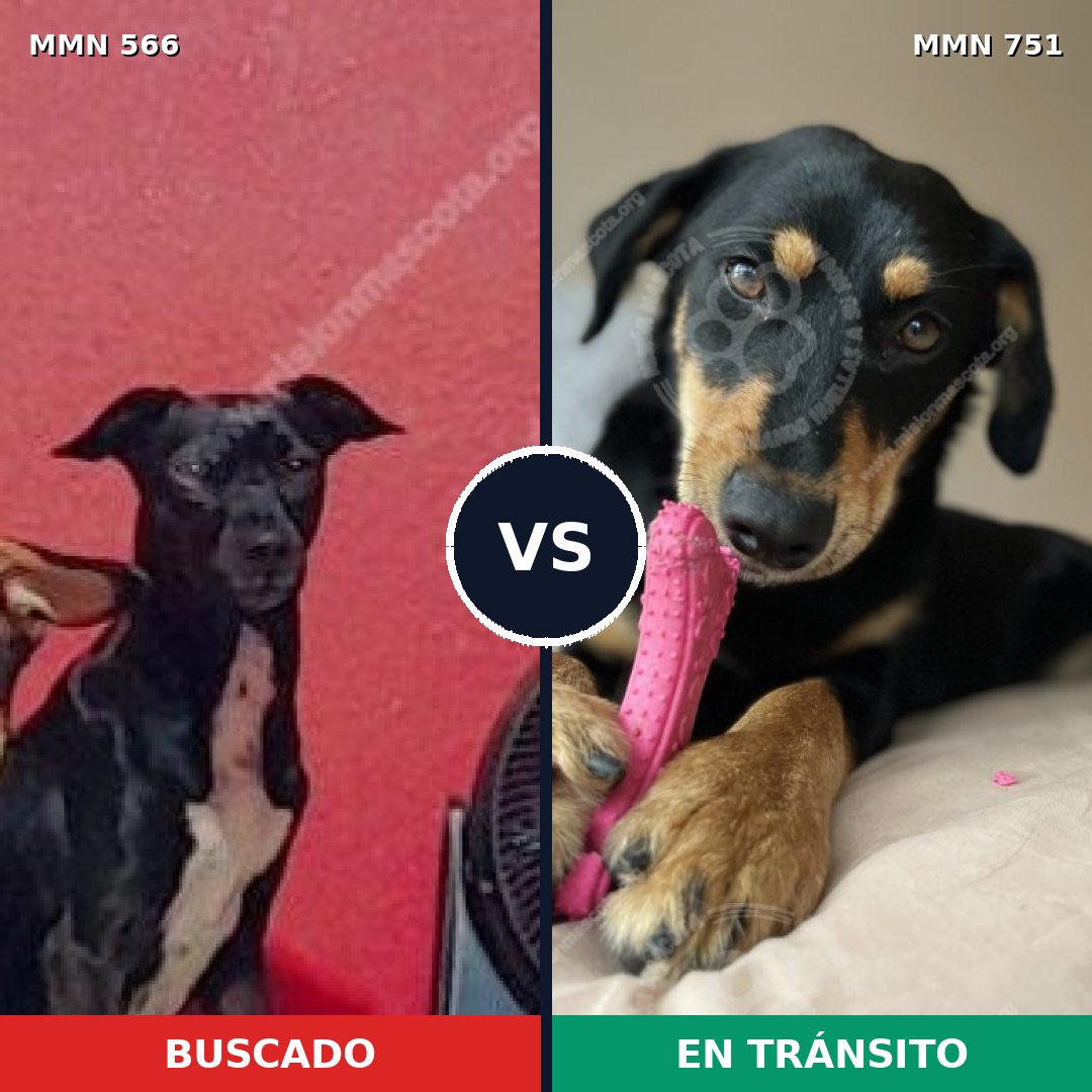 Comparativa MMS 11885: mascota perdida y mascota encontrada, 53% de similitud