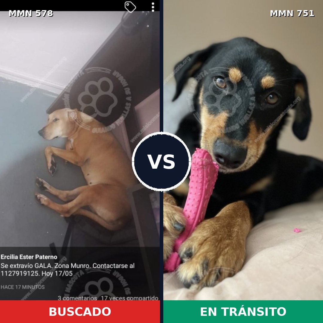 Comparativa MMS 11887: mascota perdida y mascota encontrada, 39% de similitud