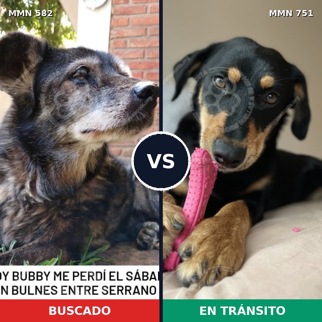 Comparativa MMS 11888: mascota perdida y mascota encontrada, 72% de similitud