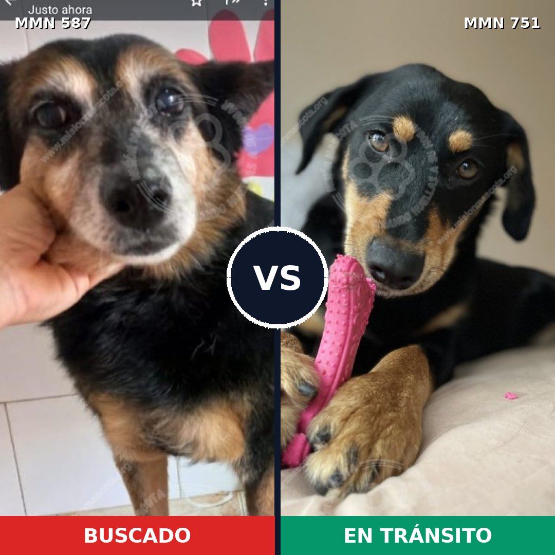 Comparativa MMS 11889: mascota perdida y mascota encontrada, 58% de similitud