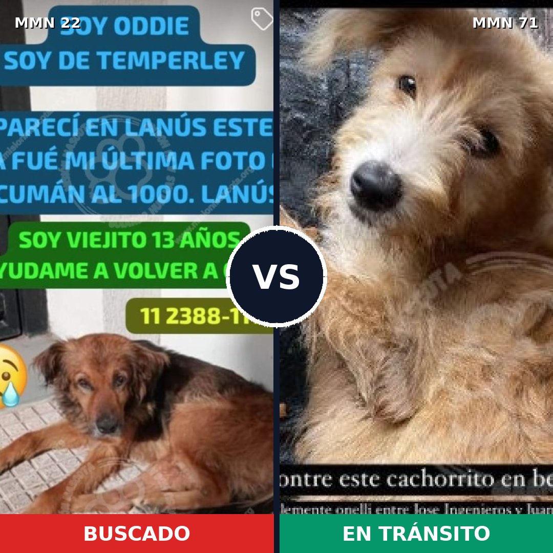 Comparativa MMS 1189: mascota perdida y mascota encontrada, 63% de similitud