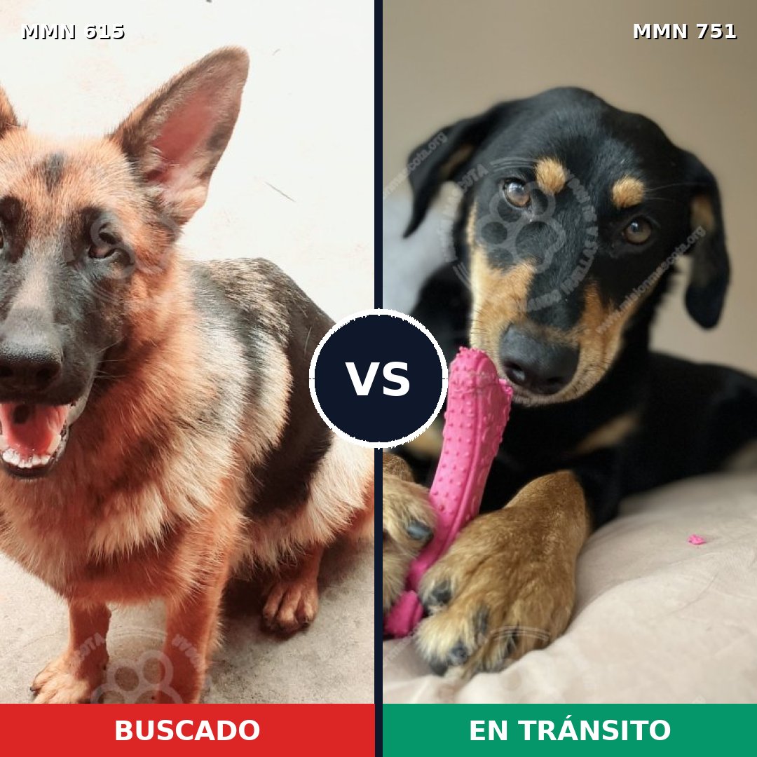 Comparativa MMS 11892: mascota perdida y mascota encontrada, 43% de similitud