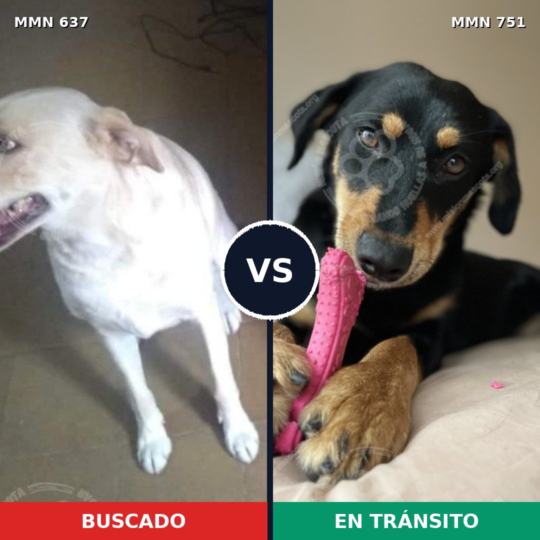 Comparativa MMS 11895: mascota perdida y mascota encontrada, 31% de similitud