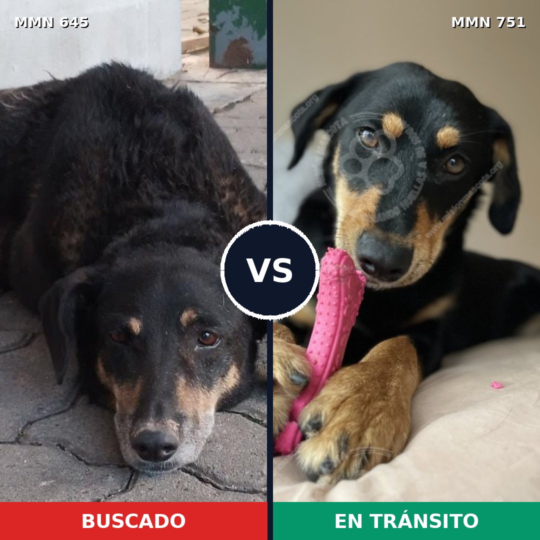 Comparativa MMS 11896: mascota perdida y mascota encontrada, 43% de similitud