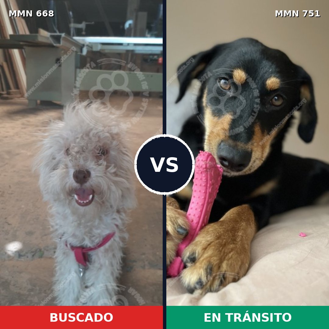 Comparativa MMS 11897: mascota perdida y mascota encontrada, 42% de similitud