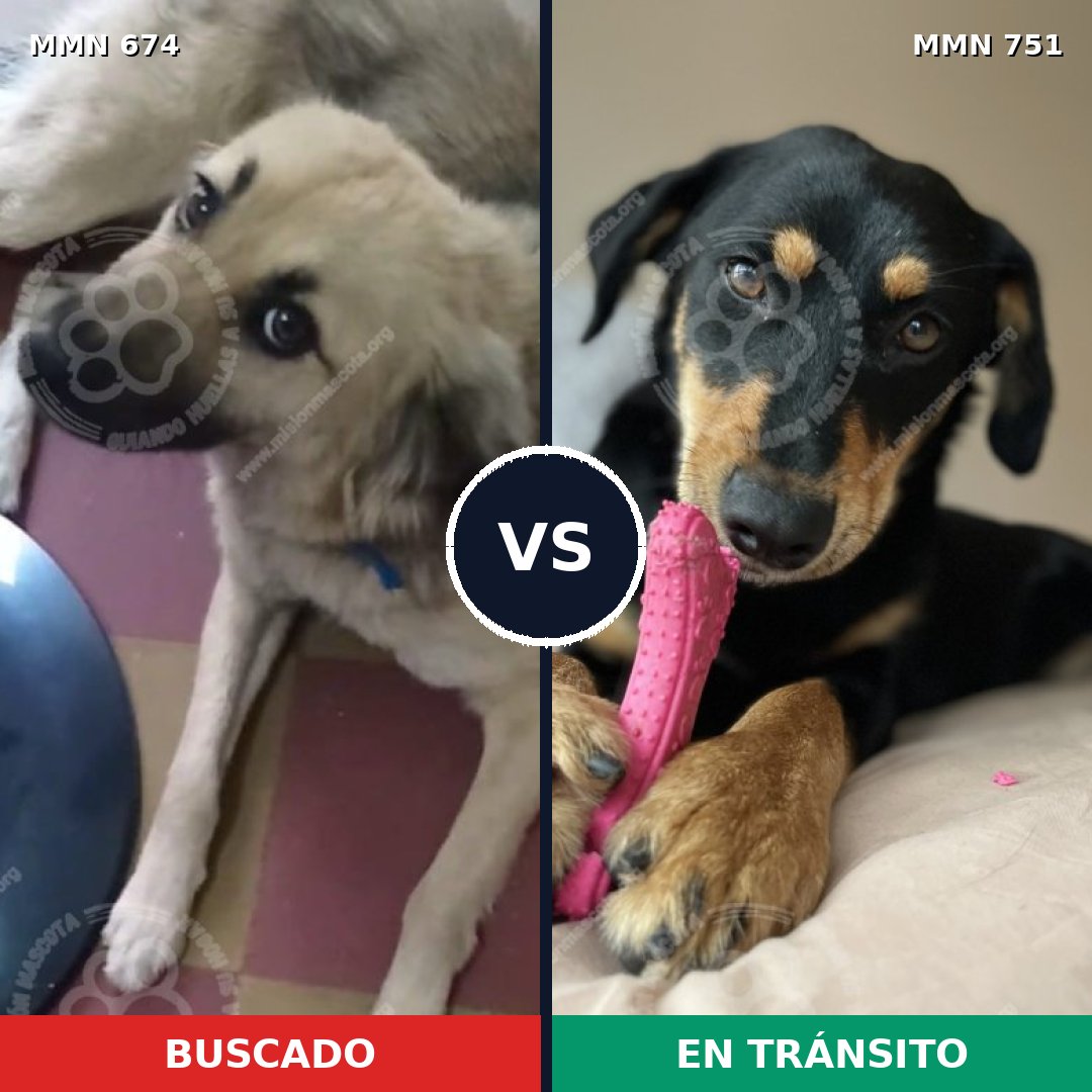 Comparativa MMS 11898: mascota perdida y mascota encontrada, 69% de similitud