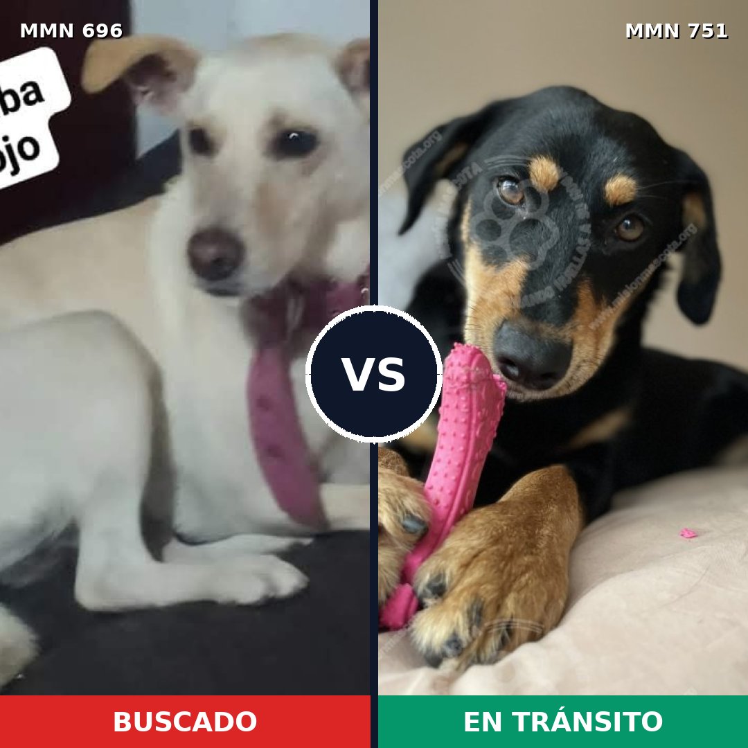 Comparativa MMS 11899: mascota perdida y mascota encontrada, 42% de similitud