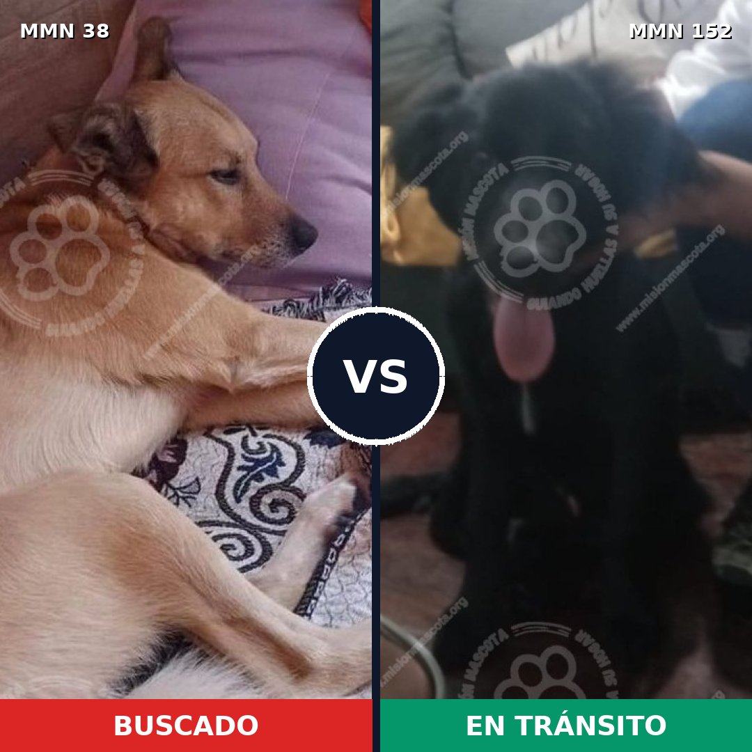 Comparativa MMS 119: mascota perdida y mascota encontrada, 67% de similitud