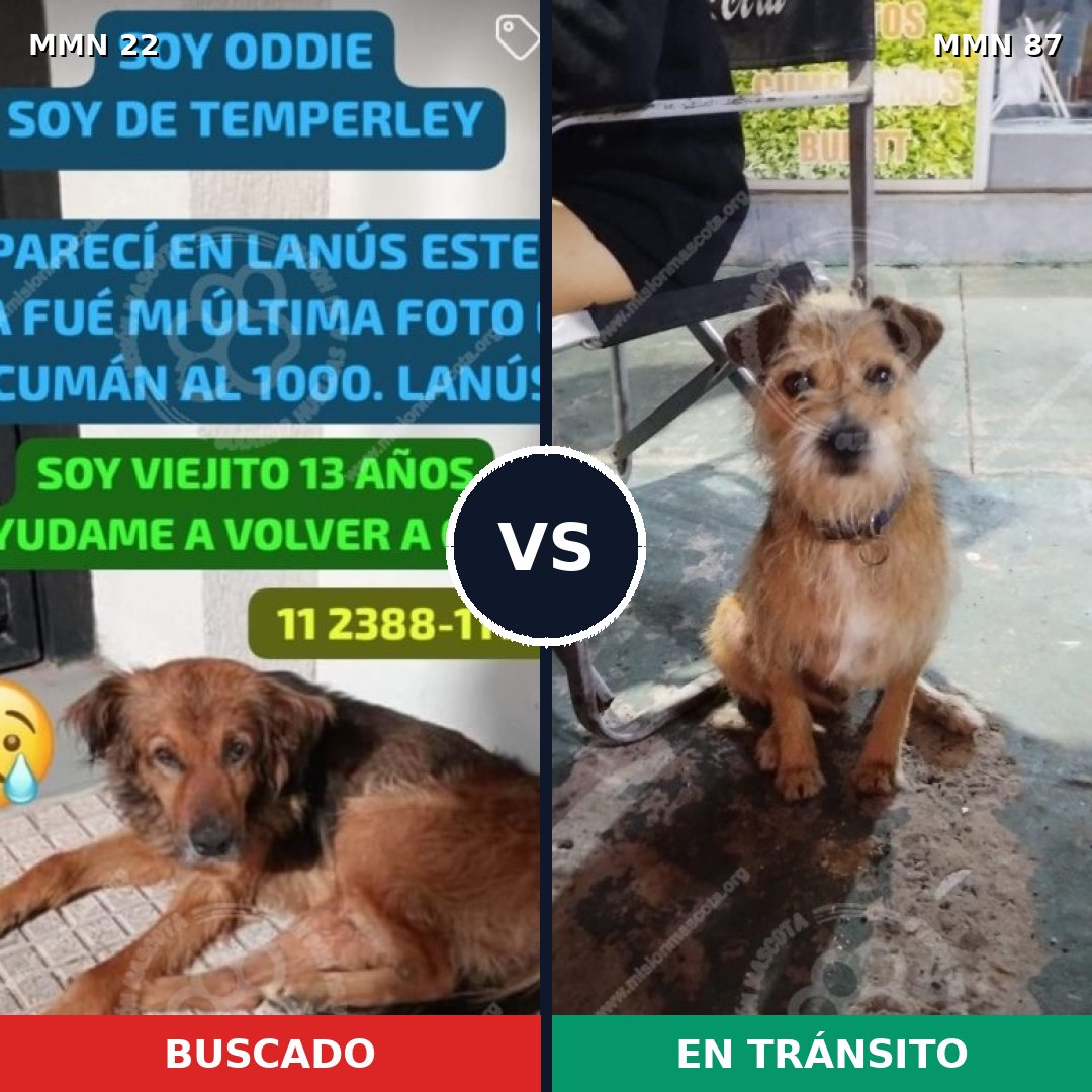 Comparativa MMS 1190: mascota perdida y mascota encontrada, 73% de similitud