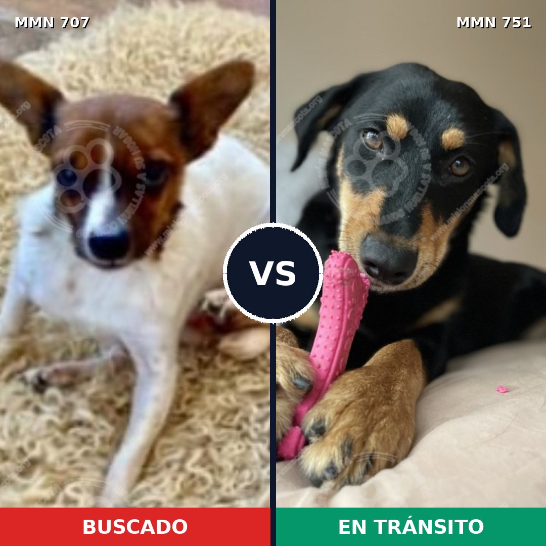 Comparativa MMS 11901: mascota perdida y mascota encontrada, 27% de similitud