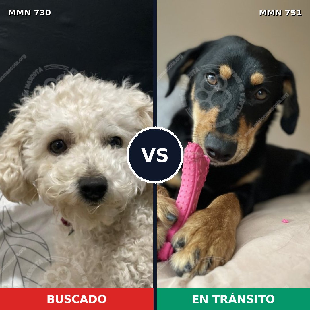 Comparativa MMS 11902: mascota perdida y mascota encontrada, 24% de similitud