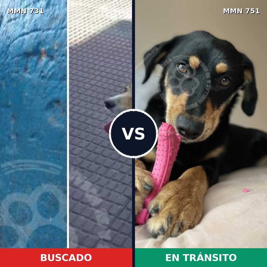 Comparativa MMS 11903: mascota perdida y mascota encontrada, 62% de similitud