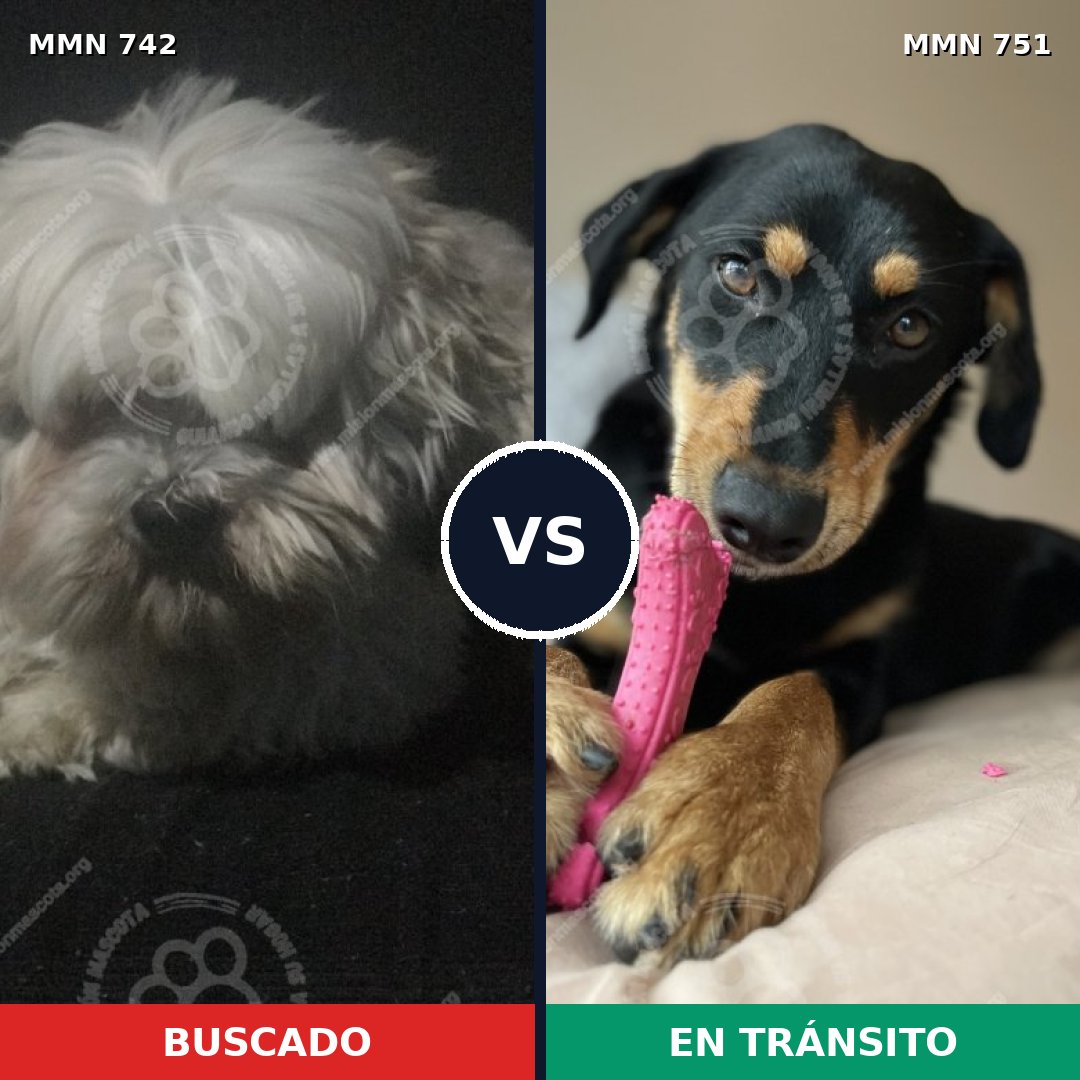 Comparativa MMS 11904: mascota perdida y mascota encontrada, 31% de similitud